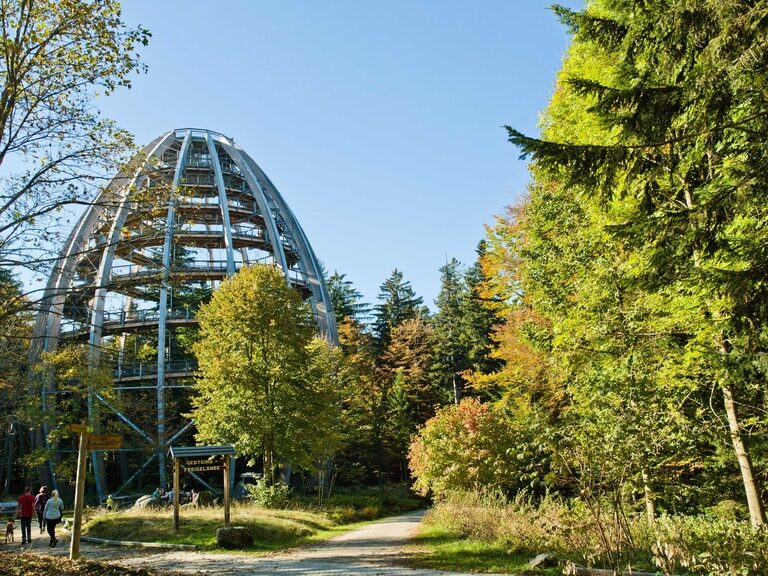 Blick zum Baumwipfelpfad im Nationalpark Bayerischer Wald mit vielen grünen Bäumen