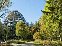 Blick zum Baumwipfelpfad im Nationalpark Bayerischer Wald mit vielen grünen Bäumen