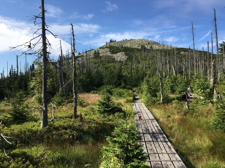 Weg zum Bayerischen Berg Lusen im Bayerischen Wald mit beeindruckender grüner Natur