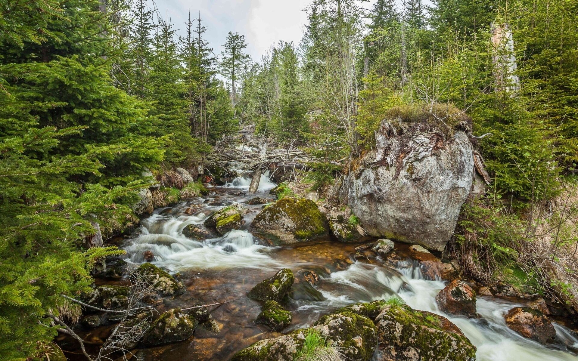 Klarer Bach im Wald des Bayerischen Waldes bei Achslach