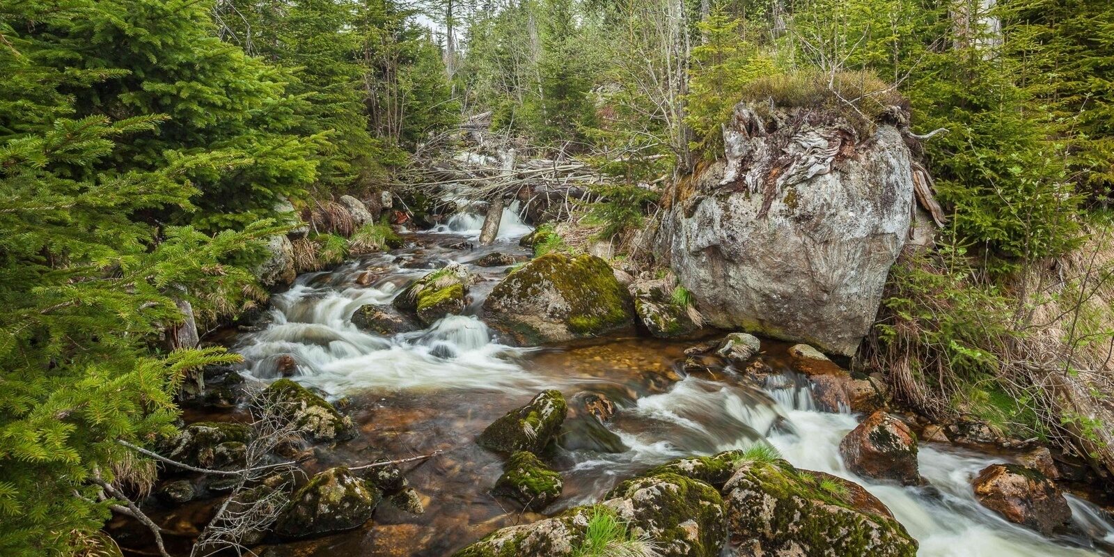 Klarer Bach im Wald des Bayerischen Waldes bei Achslach