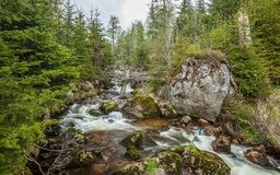 Klarer Bach im Wald des Bayerischen Waldes bei Achslach